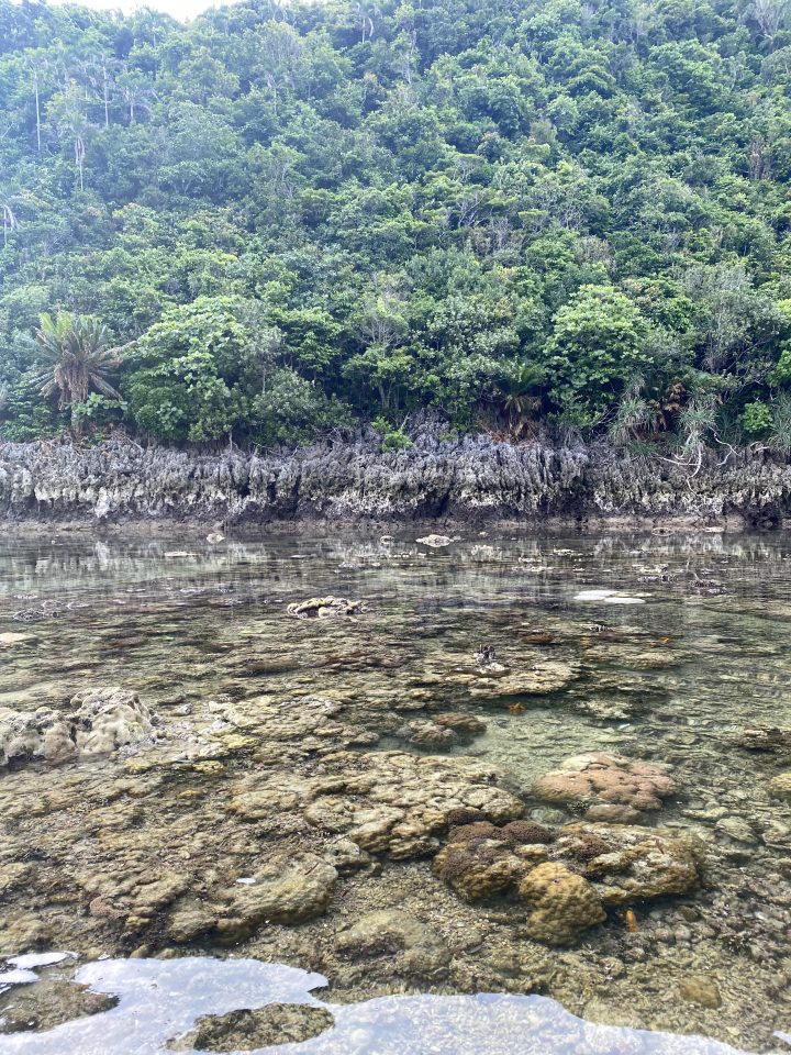 KUL07: ReefReflections: Visualising and Documenting Coral Health Through AI-Powered Coral Recognition