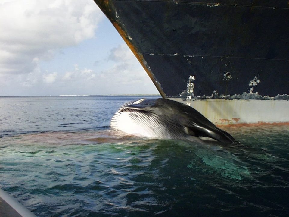 BRE08 - Reducing Ship-Whale Collisions / Réduire les collisions entre les navires et les baleines
